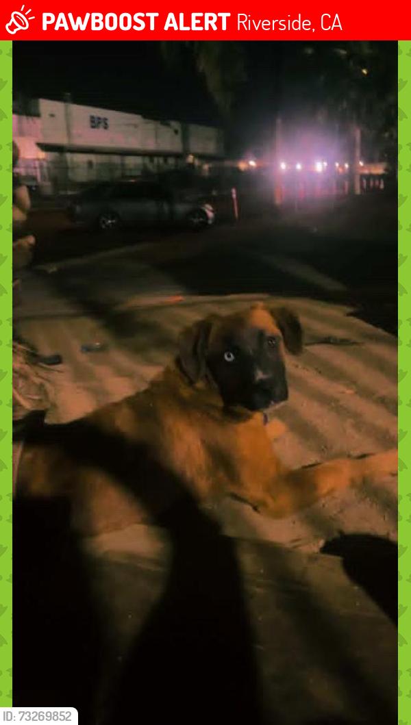 Lost Male Dog last seen Kansas Ave and Roberta Street, Riverside, CA 92507