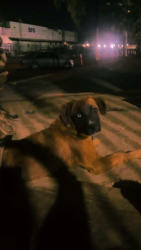 Lost Male Dog last seen Kansas Ave and Roberta Street, Riverside, CA 92507