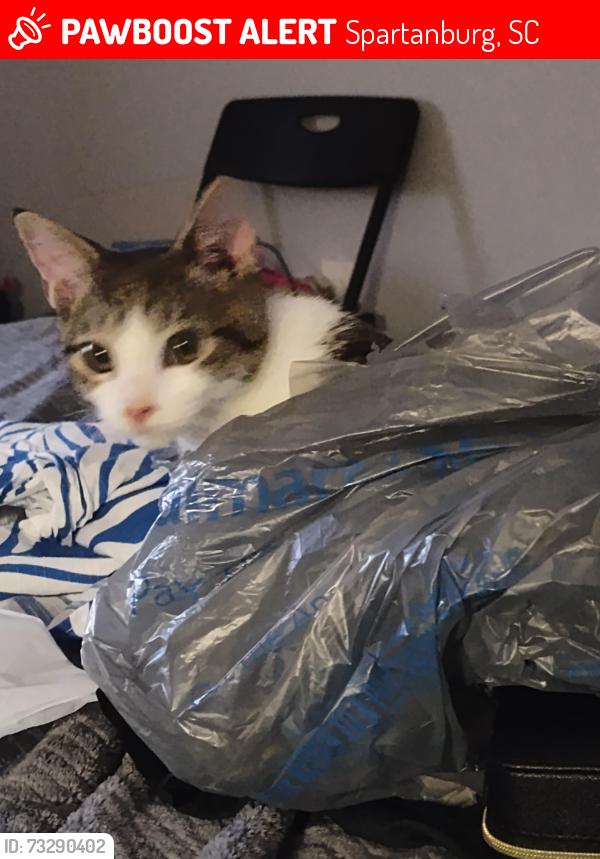 Lost Male Cat last seen Crescent Ave and John B White, Spartanburg, SC 29306