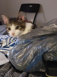 Lost Male Cat last seen Crescent Ave and John B White, Spartanburg, SC 29306