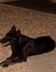Found/Stray Female Dog last seen in front of Los Alazanes Mexican resraurant, Barstow, CA 92311