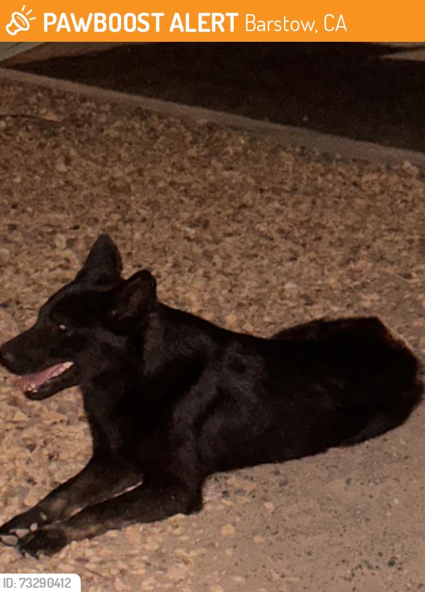 Found/Stray Female Dog last seen in front of Los Alazanes Mexican resraurant, Barstow, CA 92311