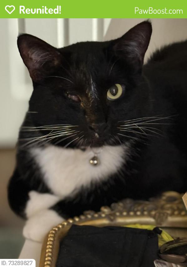 Reunited Male Cat last seen Havens Court and Havens Drive near Christ the Servant Catholic Church, Downers Grove, IL 60516