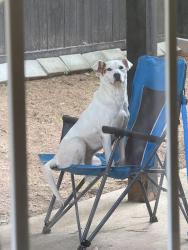 Reunited Female Dog last seen Augusta Woods Dr, Douglasville, GA 30134, USA, Douglasville, GA 30134