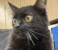 Shelter Stray Female Cat last seen NE 42nd Ave / NE Tillamook St, PORTLAND, OR, 97213, 1700 W Historic Columbia River Hwy, Troutdale, OR 97060, USA