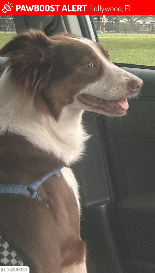 Lost Female Dog last seen johnson 31st court, Hollywood, FL 33021
