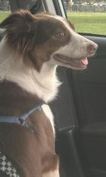 Lost Female Dog last seen johnson 31st court, Hollywood, FL 33021