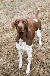 Lost Male Dog last seen Seen running beside the road, Lexington County, SC 29160