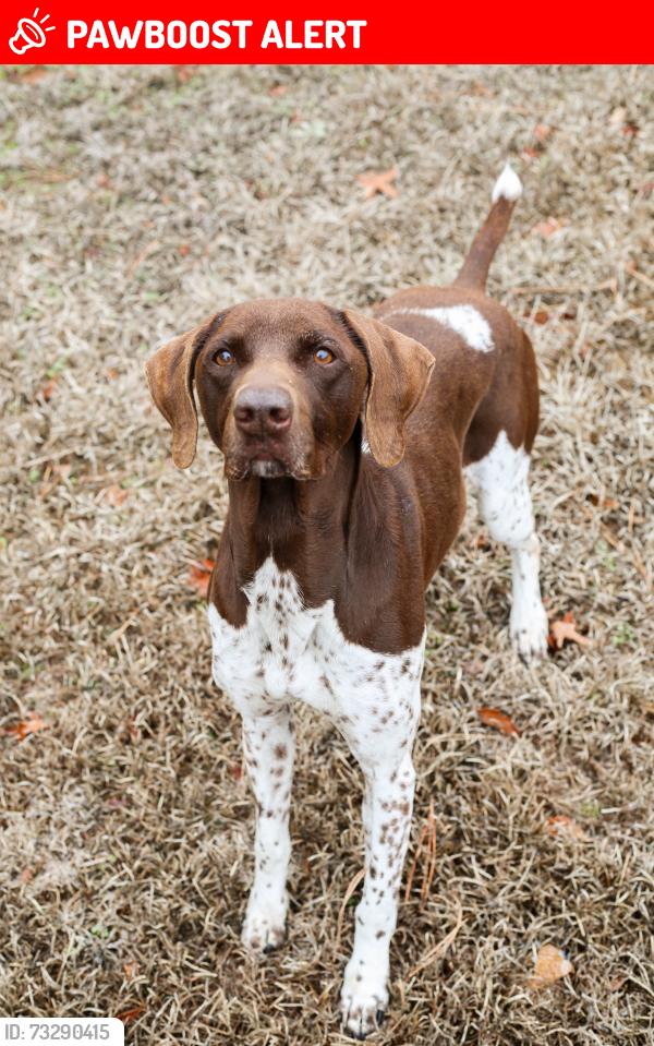 Lost Male Dog last seen Seen running beside the road, Lexington County, SC 29160