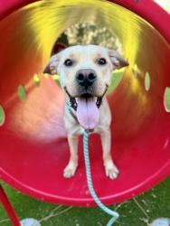 Shelter Stray Male Dog last seen Near N Redwood Road, SALT LAKE CITY, UT, 84116, 511 W 3900 S, Salt Lake City, UT 84123, USA