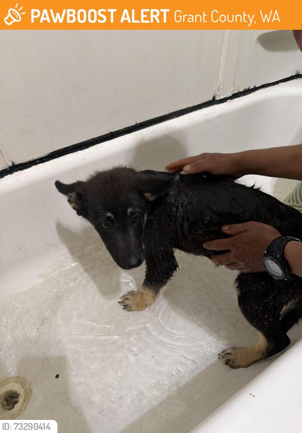 Found/Stray Female Dog last seen Adamas road, Grant County, WA 98823