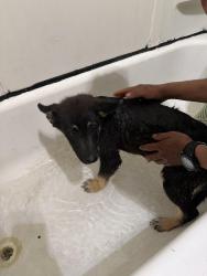 Found/Stray Female Dog last seen Adamas road, Grant County, WA 98823