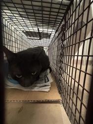 Shelter Stray Unknown Cat last seen Near Tattershall Lane, AUSTIN, TX, 78727, 7201 Levander Loop bldg a, Austin, TX 78702, USA