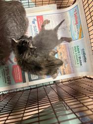 Shelter Stray Unknown Cat last seen Near Bob Wire Road, SPICEWOOD, TX, 78669, 7201 Levander Loop bldg a, Austin, TX 78702, USA