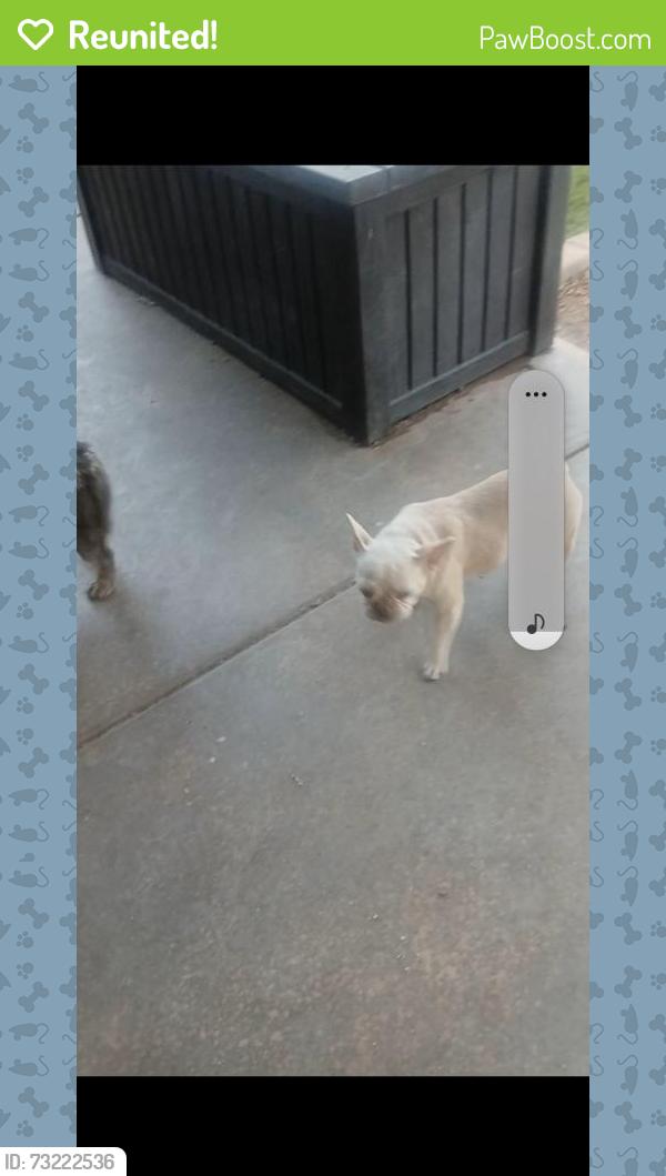 Reunited Female Dog last seen Dobson, Chandler, AZ 85286