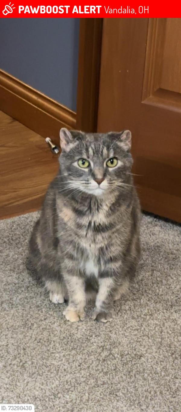 Lost Female Cat last seen Near hunters chase drive, Vandalia, OH 45377