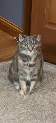 Lost Female Cat last seen Near hunters chase drive, Vandalia, OH 45377