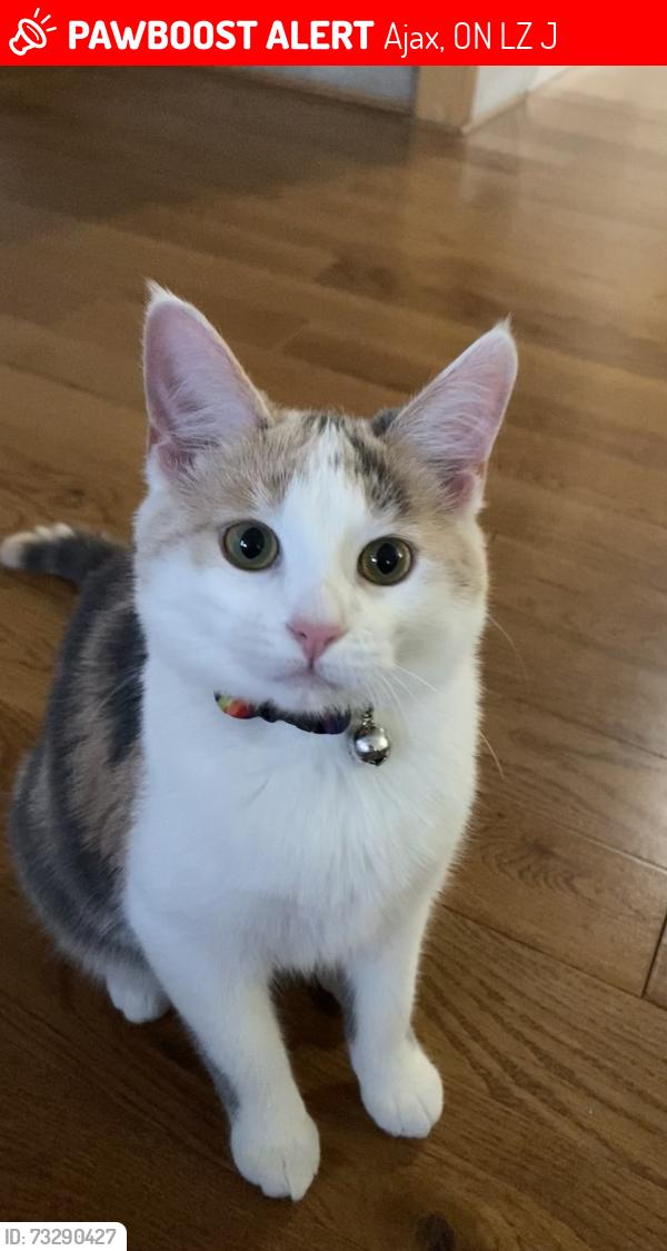 Lost Female Cat last seen Kingston Rd E & Galea Drive, Ajax, ON L1Z 0J8