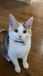Lost Female Cat last seen Kingston Rd E & Galea Drive, Ajax, ON L1Z 0J8