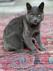 Lost Male Cat last seen seminary / Mills College, Oakland, CA 94619