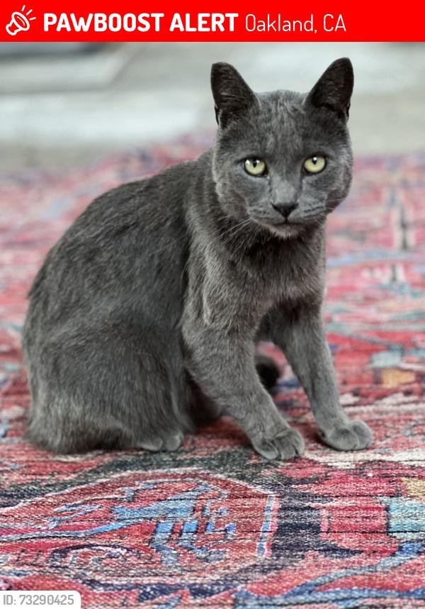 Lost Male Cat last seen seminary / Mills College, Oakland, CA 94619