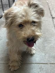 Found/Stray Male Dog last seen Sanford and Beaumont, Oxnard, CA 93033