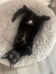 Reunited Male Cat last seen Braeburn and Winrock, Montgomery, IL 60538