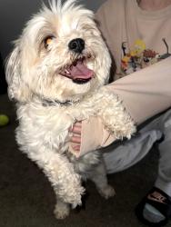 Found/Stray Female Dog last seen Oakville Ave by apmt building, Waterbury, CT 06708