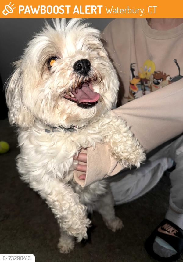 Found/Stray Female Dog last seen Oakville Ave by apmt building, Waterbury, CT 06708