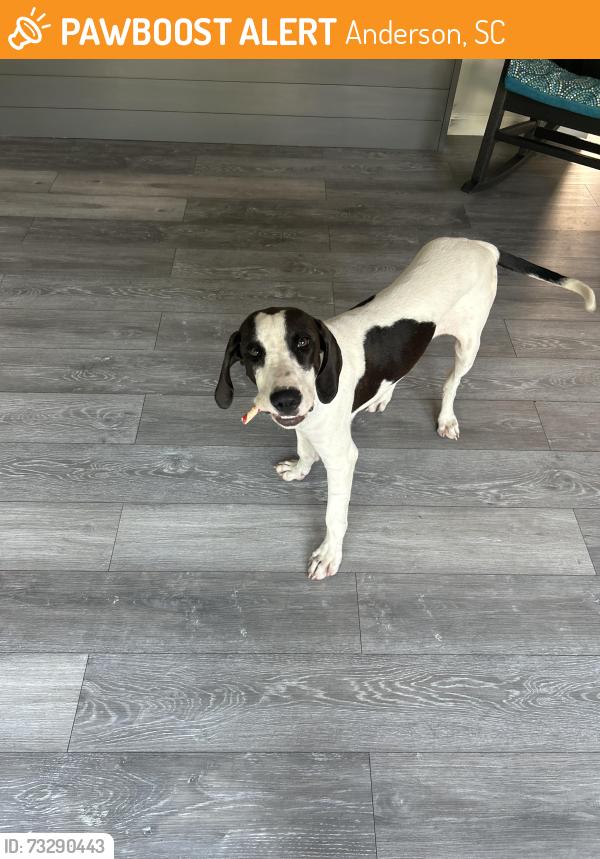 Found/Stray Male Dog last seen McClees elementary school, Anderson, SC 29626