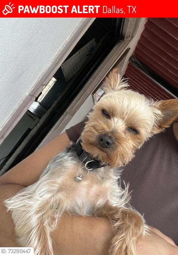 Lost Male Dog last seen Grayson dr and Bristol dr, Dallas, TX 75224