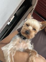 Lost Male Dog last seen Grayson dr and Bristol dr, Dallas, TX 75224