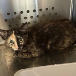 Shelter Stray Unknown Cat last seen , 3428 S Jenkins Ave, Norman, OK 73072, USA