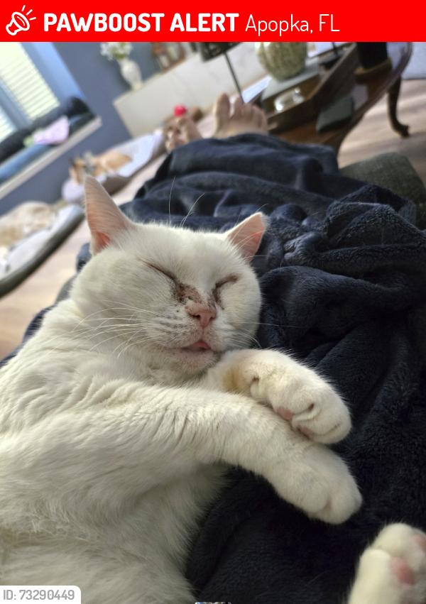 Lost Female Cat last seen Country Landing. Adjacent to Lake Doe/Doe Cove, Apopka, FL 32703