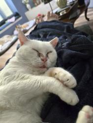 Lost Female Cat last seen Country Landing. Adjacent to Lake Doe/Doe Cove, Apopka, FL 32703
