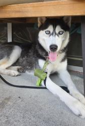 Found/Stray Female Dog last seen Westside Hyundai, Jacksonville, FL 32205