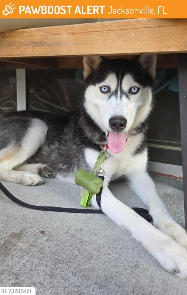 Found/Stray Female Dog last seen Westside Hyundai, Jacksonville, FL 32205