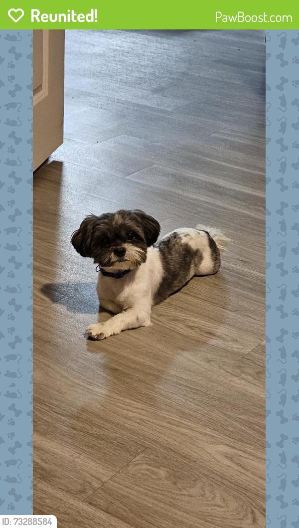 Reunited Male Dog last seen Near Texas Rangers Dr, Frisco, TX 75034, USA, Frisco, TX 75034