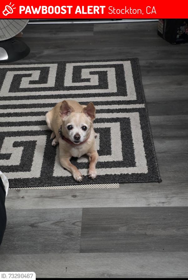 Lost Female Dog last seen William mosss blvd, Stockton, CA 95206