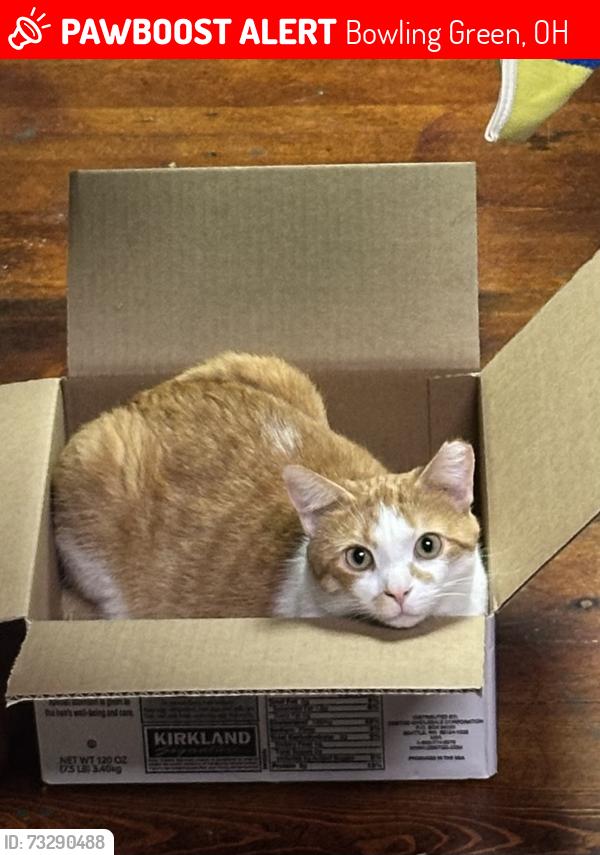 Lost Male Cat last seen State Route 199 at state route 582, Bowling Green, OH 43402