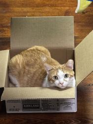 Lost Male Cat last seen State Route 199 at state route 582, Bowling Green, OH 43402