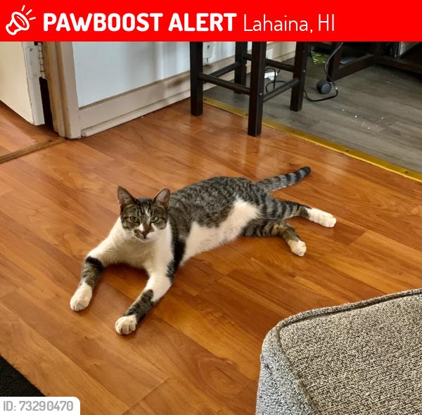 Lost Female Cat last seen Mahonia Place, Lahaina, HI 96761