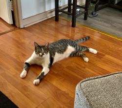 Lost Female Cat last seen Mahonia Place, Lahaina, HI 96761