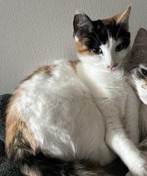 Lost Female Cat last seen Kingsway and Empire street, Thunder Bay, ON P7E 2B3