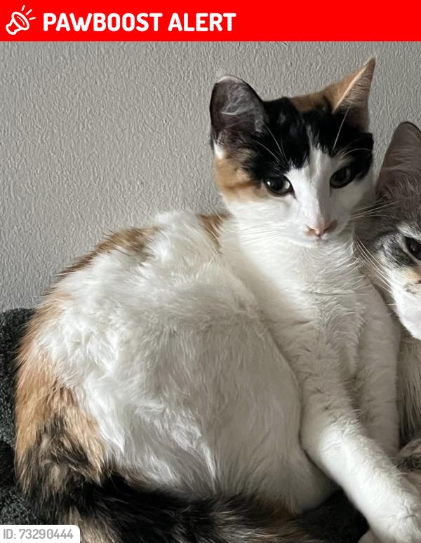 Lost Female Cat last seen Kingsway and Empire street, Thunder Bay, ON P7E 2B3