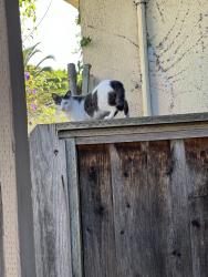 Reunited Unknown Cat last seen seminary / Mills College, Oakland, CA 94619