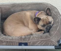 Reunited Female Dog last seen Main Street, Alhambra, CA 91801