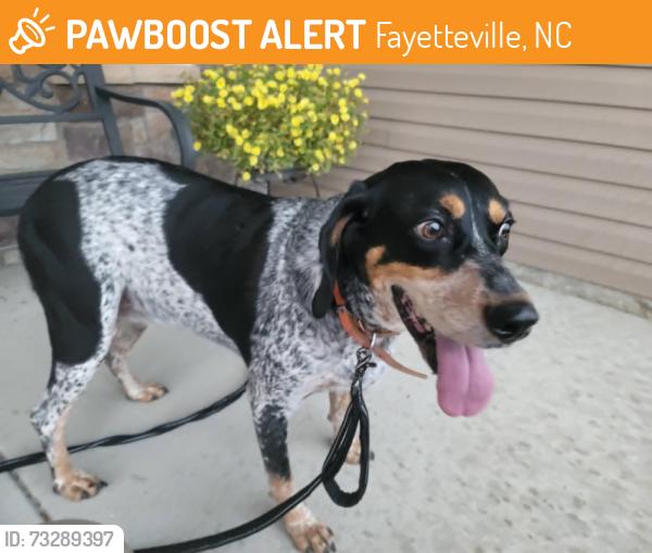 Found/Stray Female Dog last seen Near Ellie Avenue Fayetteville, Fayetteville, NC 28314