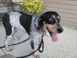 Found/Stray Female Dog last seen Near Ellie Avenue Fayetteville, Fayetteville, NC 28314