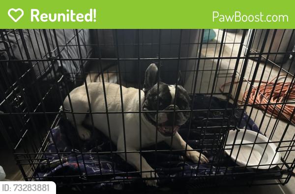 Reunited Unknown Dog last seen Unser and Dennis Chavez, Albuquerque, NM 87121